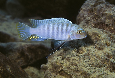 Maylandia sp. 'kingsizei lupingu' Lupingu